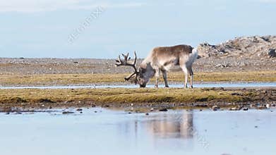Wildlife - reindeer in Arctic tundra - Spitsbergen, Svalbard