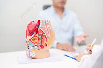 Doctor with Male Reproductive System anatomy model. Male consultation, Prostate Cancer, Enlarged prostate, Prostatitis disease,