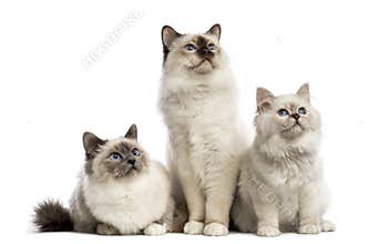 Group of Birman cats sitting in a row,