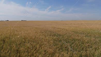 Aerial view of a field of barely in rural Alberta