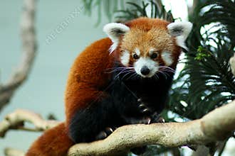 Red Panda
