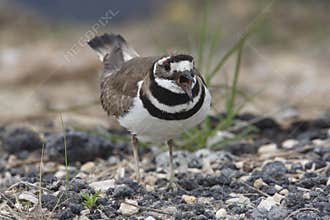 Killdeer Calling to Defend its Territory