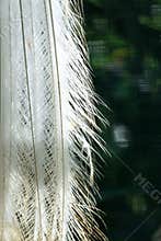 Ethereal white feathers delicately layered, bathed in natural light, with subtle textures