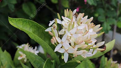 Relaxing view of greenery plant and tree market at Chiang Mai, Thailand