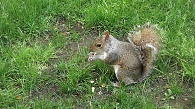 Squirrel Eating a Nut