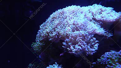 Luminous sea anemone (Actiniaria) or coral polyp swaying in aquarium water current