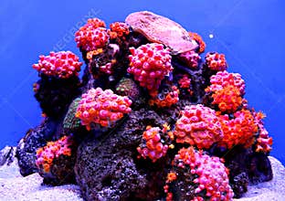 Colourful coral reef