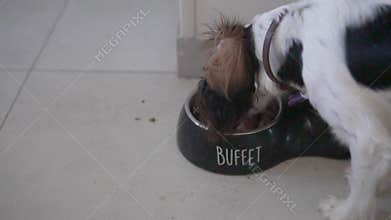 Kings Charles Spaniel dog eating food from his bowl, close-up