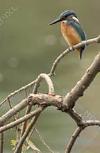 Common kingfisher (Alcedo atthis) close-up portrait