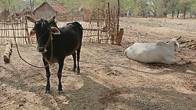 Cows resting in the tree shadow