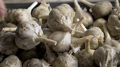 Harvest of garlic in wooden box