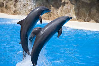 Three dolphins