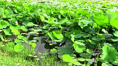 Water lily leaves in the wind