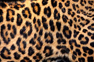 Real Leopard Skin