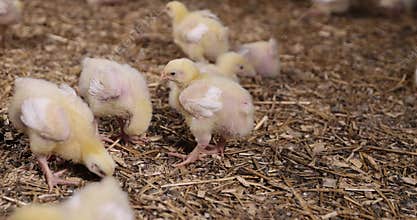 young broiler chickens at a large poultry farm