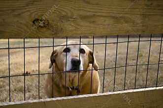 Dog behind the fence