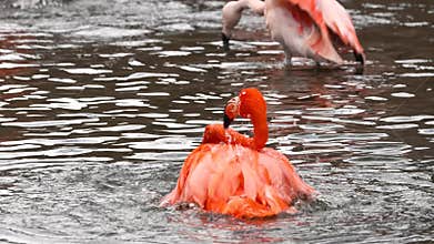 Close up view of red Flamingo bird swimming in the pond, Orlando