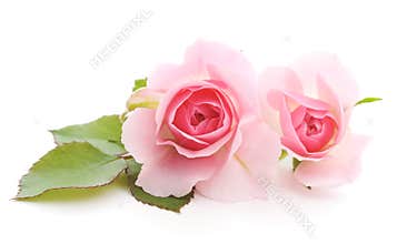 Pink Roses