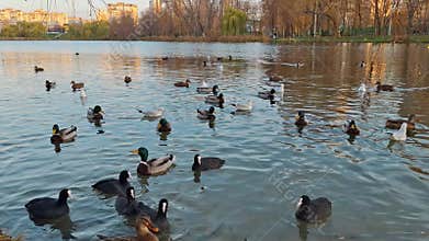 Waterfowl on the lake in city park. Gulls, ducks and coots or Fulica atra