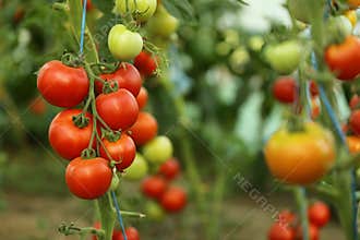 Tomato crop