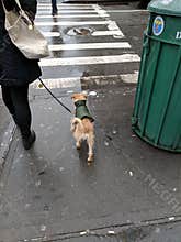 Dog in rain gear