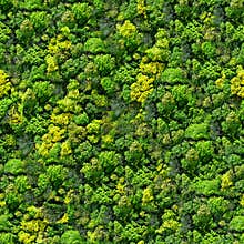 Forest seamless pattern - view from above.