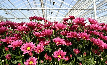 Chrysanthemum