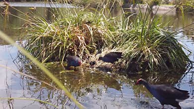 Australasian Swamphens nesting in pond