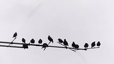 Birds on old tv antenna