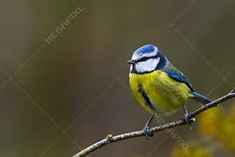 Garden springtime blue tit