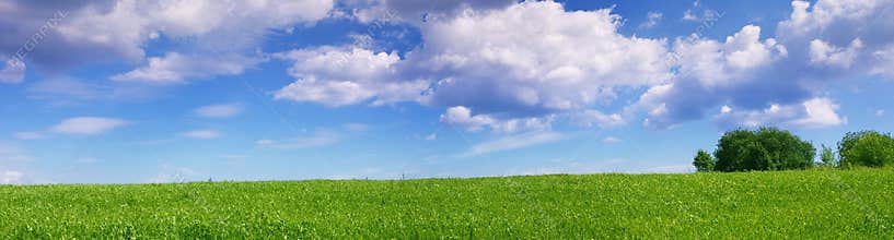 Panoramic landscape of green summer meadow
