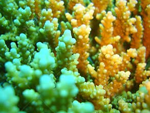 Coral reef underwater