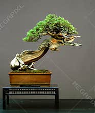 Juniper bonsai, American
