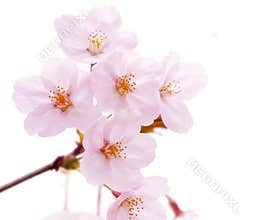 Cherry blossom flower isolated
