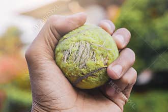 Close up Man holding tennis ball on blurred background.metaphors of win to the winner