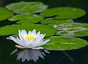 White water-lily