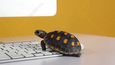 Turtle on computer with keyboard and wireless mouse, slow internet