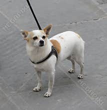 Dog animal of class Mammalia mammals