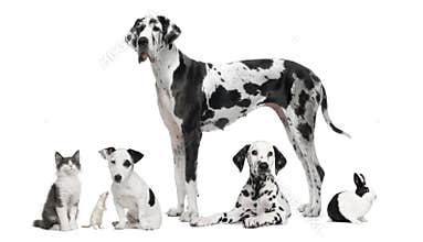 Group portrait of black and white animals