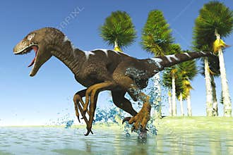 Predatory dinosaur