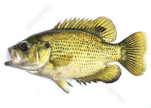 Rock Bass, (Ambloplites rupestris)
