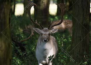 Fallow deer buck with big antlers standing in the woods