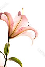 Backlit lily