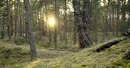 Tranquil pine tree forest at sunset