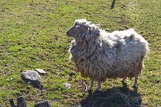 Neglected sheep on grass in spring. Rural scenery. Farm animals