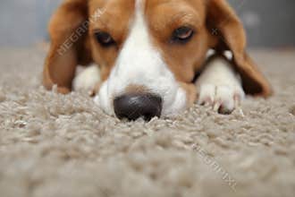 Dog sad face