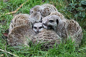 Meerkats