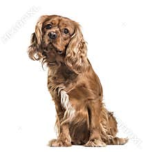 Brown cavalier King Charles Spaniel dog, sitting, isolated on wh