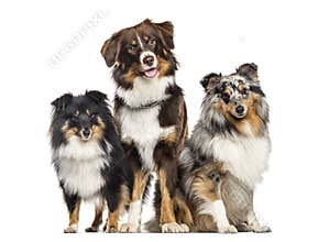 Shetland Sheepdog and Australian Shepherd, dogs in a row, white