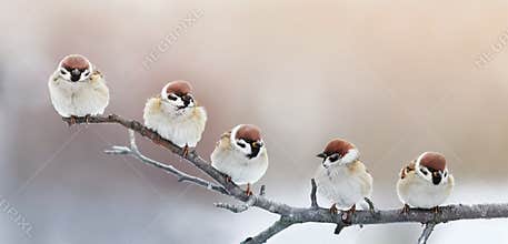 Five funny little birds sparrows sitting on a branch in winter g